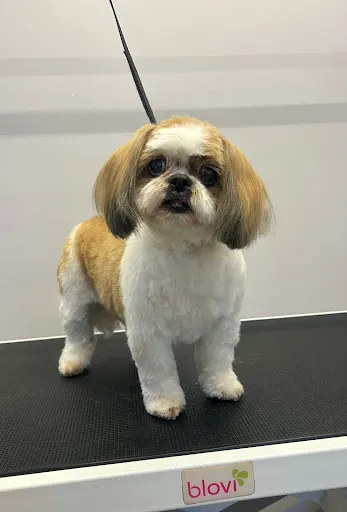 Salon Pasja-Gdańsk Morena, psi fryzjer, groomer, grooming